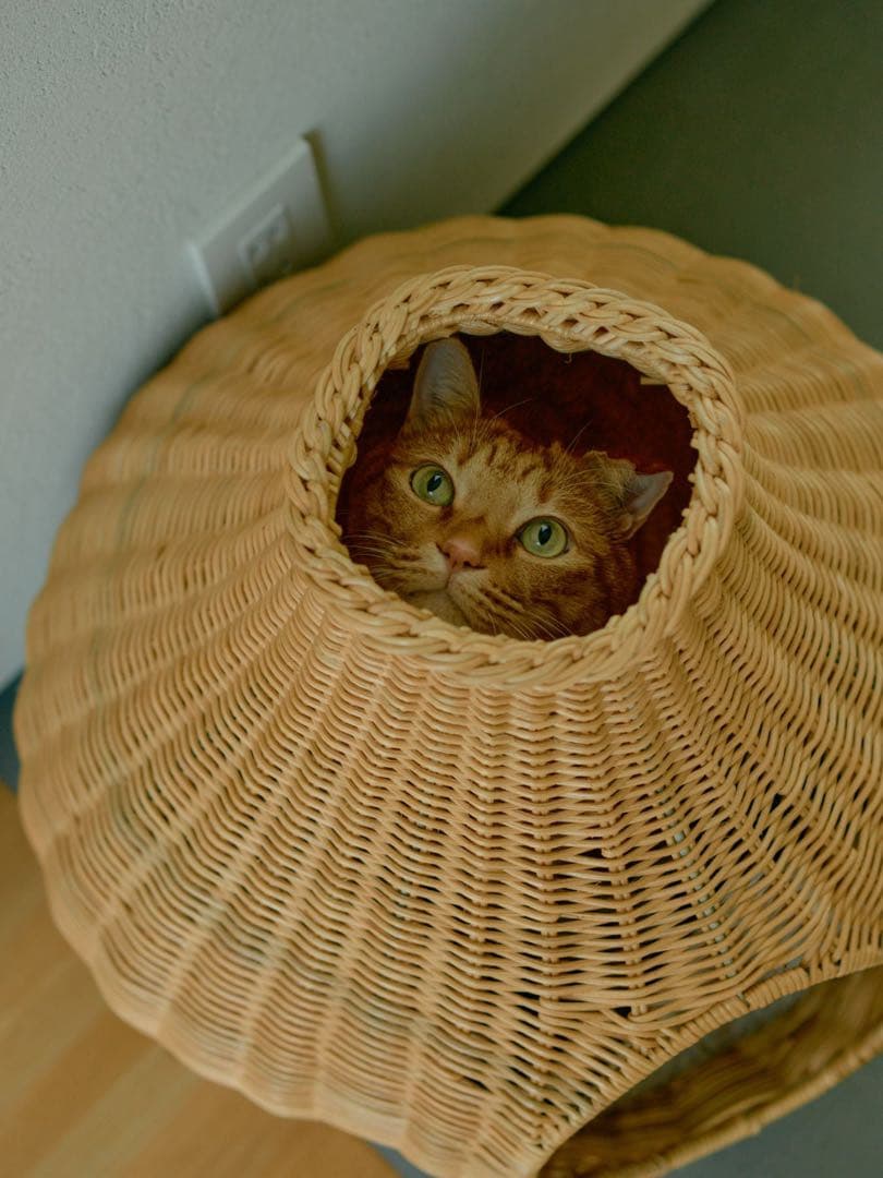 オルネコ　ガーリックネコハウス