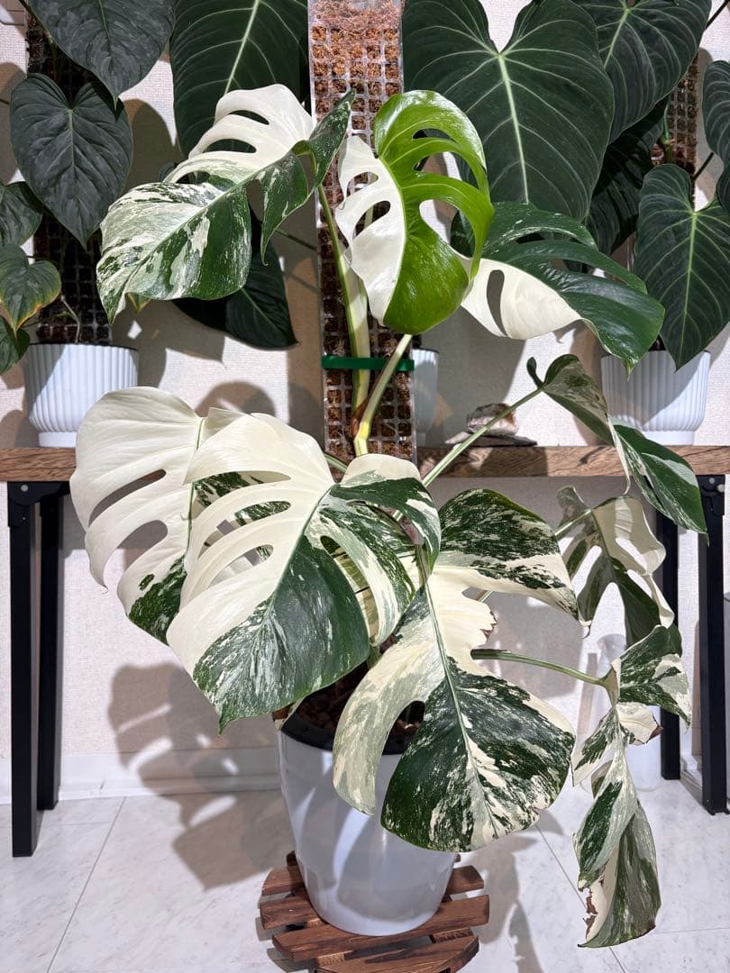 大株！引き取り限定！モンステラ　ボルシギアナ　ホワイトタイガー　斑入り
