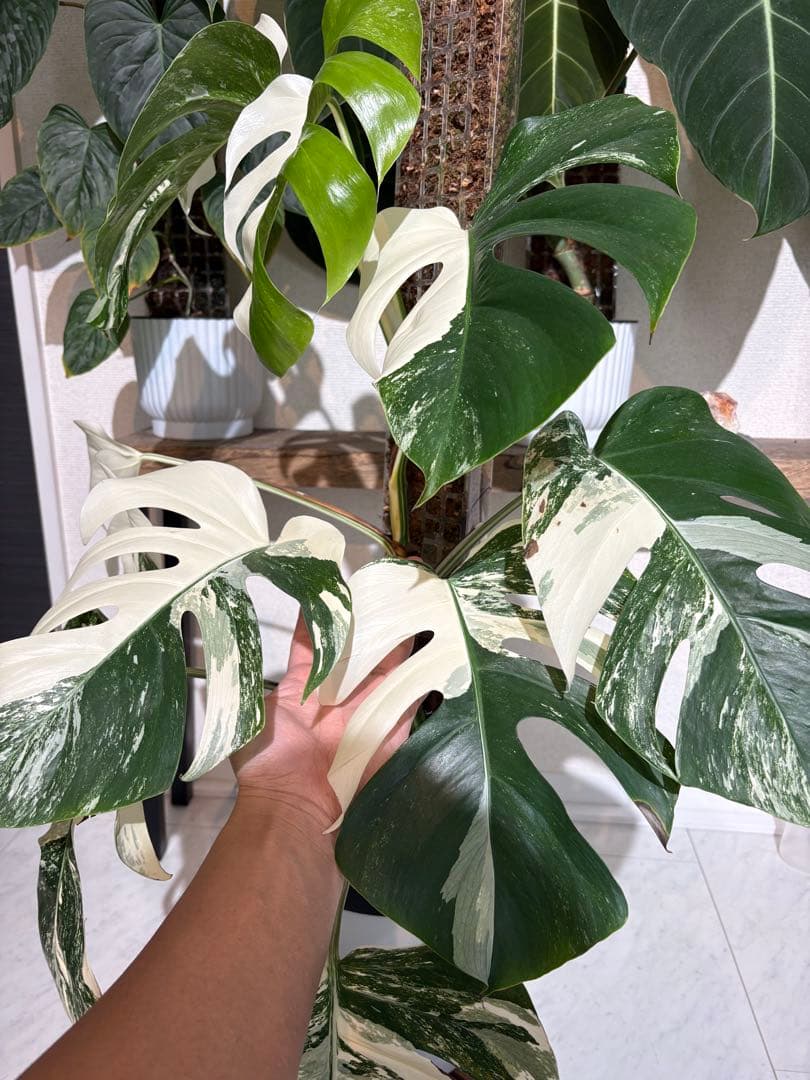 大株！引き取り限定！モンステラ　ボルシギアナ　ホワイトタイガー　斑入り