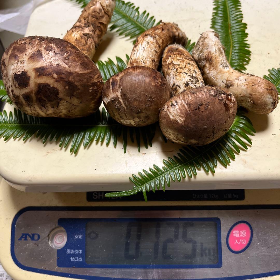 【大阪泉州産】天然松茸　採れたて良品3本125g国産