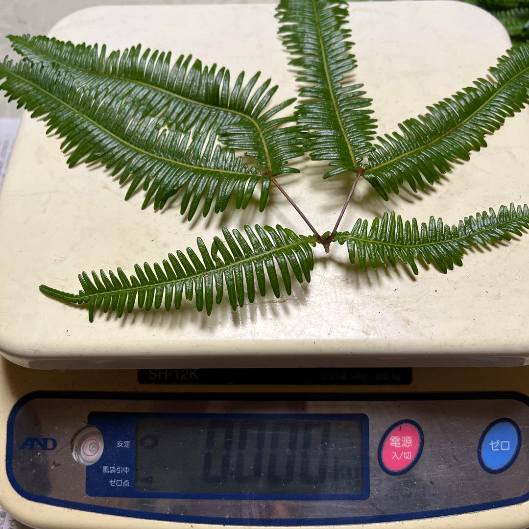 【大阪泉州産】天然松茸　採れたて良品3本125g国産