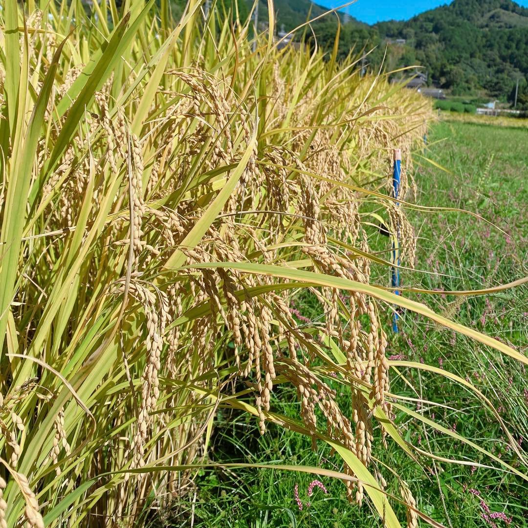 感動を呼ぶお米！令和7年産 新米にこまる【玄米20kg分を精米】白米約18kg