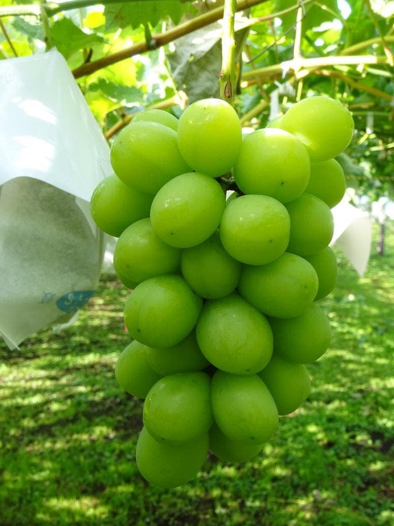 シャインマスカット大粒・大房　3房②　　クール便送料込み　8,000円