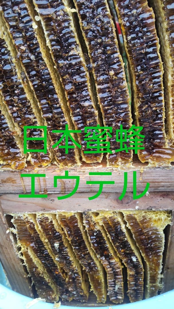 日本蜜蜂　百花蜜　500g×2　天然非加熱　糖度83.5 　完熟2年物　ハチミツ