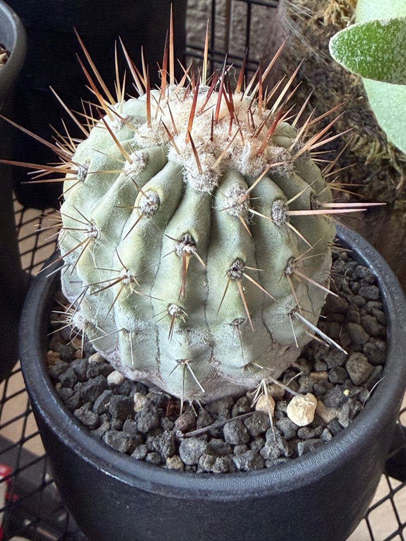 白棘黒王丸　現地株カキコ自根　コピアポア