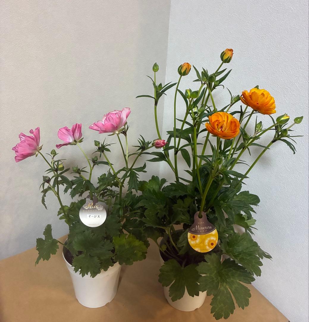 ラナンキュラスラックス　イーシス　ミネルバ　リタイ　3苗