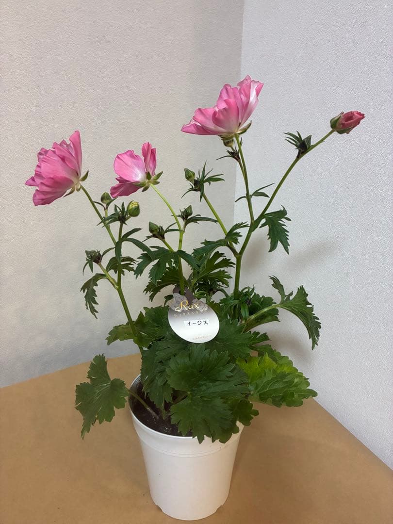 ラナンキュラスラックス　イーシス　ミネルバ　リタイ　3苗