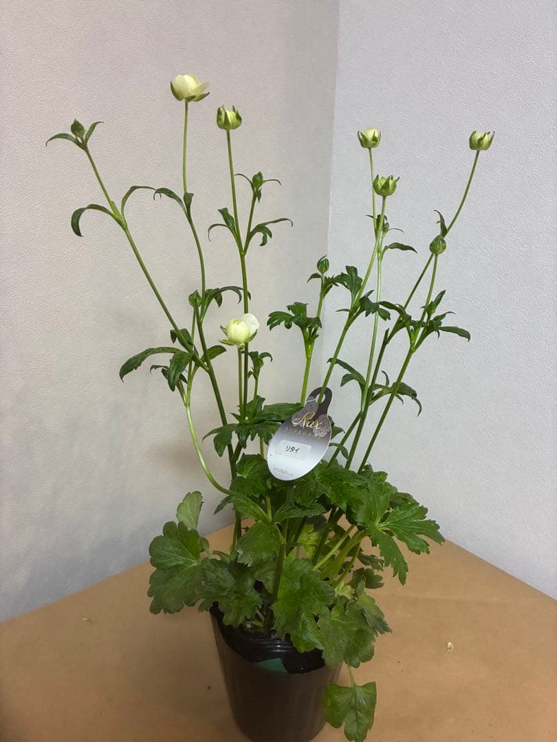 ラナンキュラスラックス　イーシス　ミネルバ　リタイ　3苗