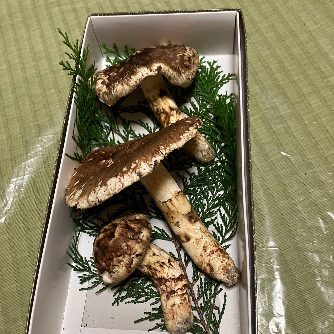 信州産天然松茸 197ｇ