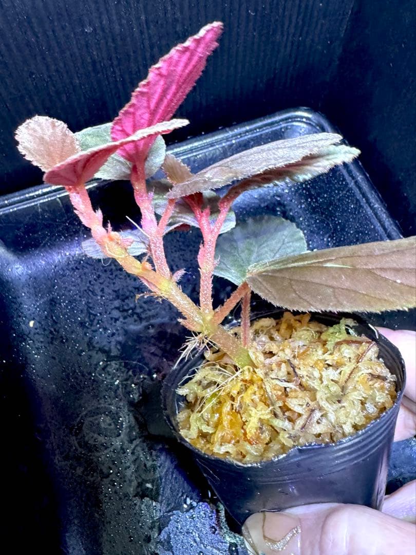 希少❣️Begonia sp. yuk ベゴニア　テムユク　卵葉　特選株