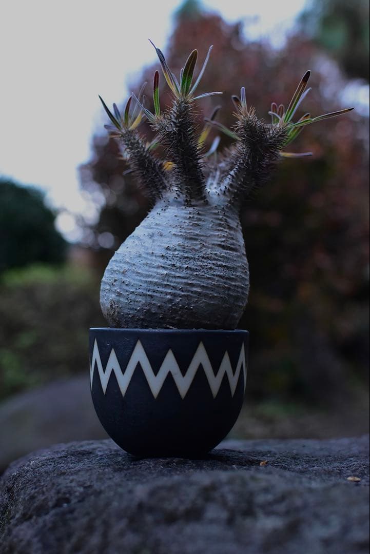 【tomi様】【休眠中】パキポディウム・グラキリス 現地球 VALIEM⑤