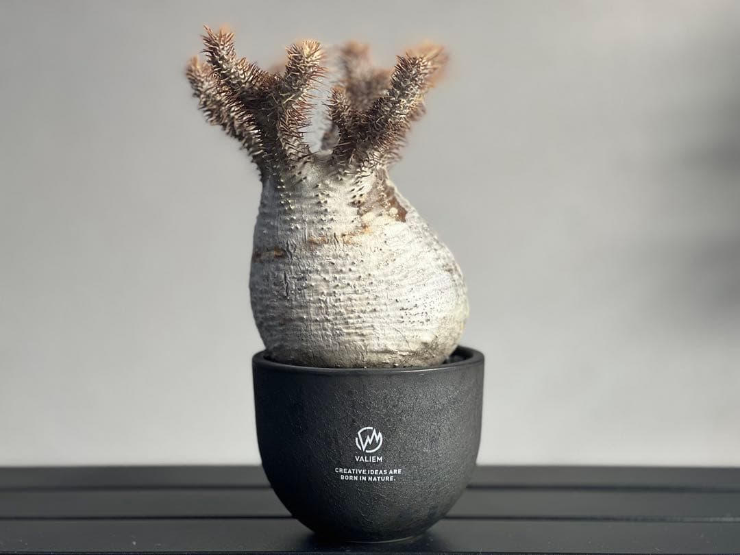 【tomi様】【休眠中】パキポディウム・グラキリス 現地球 VALIEM⑤