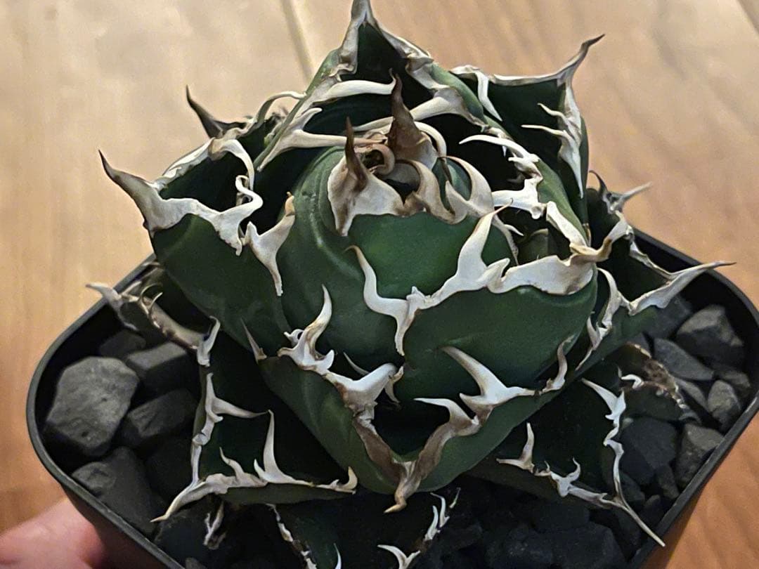 アガベ　オテロイ　白鯨　プレステラ120深