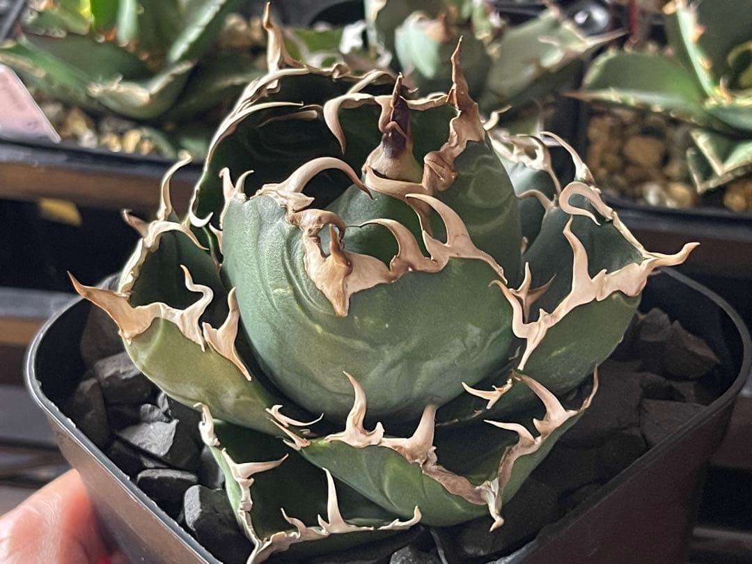 アガベ　オテロイ　白鯨　プレステラ120深