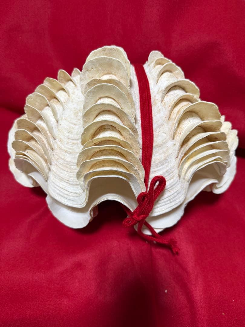 貝殻(沖縄の青い海の宝) ヒレシャコガイ