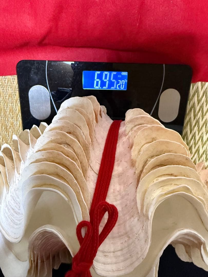 貝殻(沖縄の青い海の宝) ヒレシャコガイ