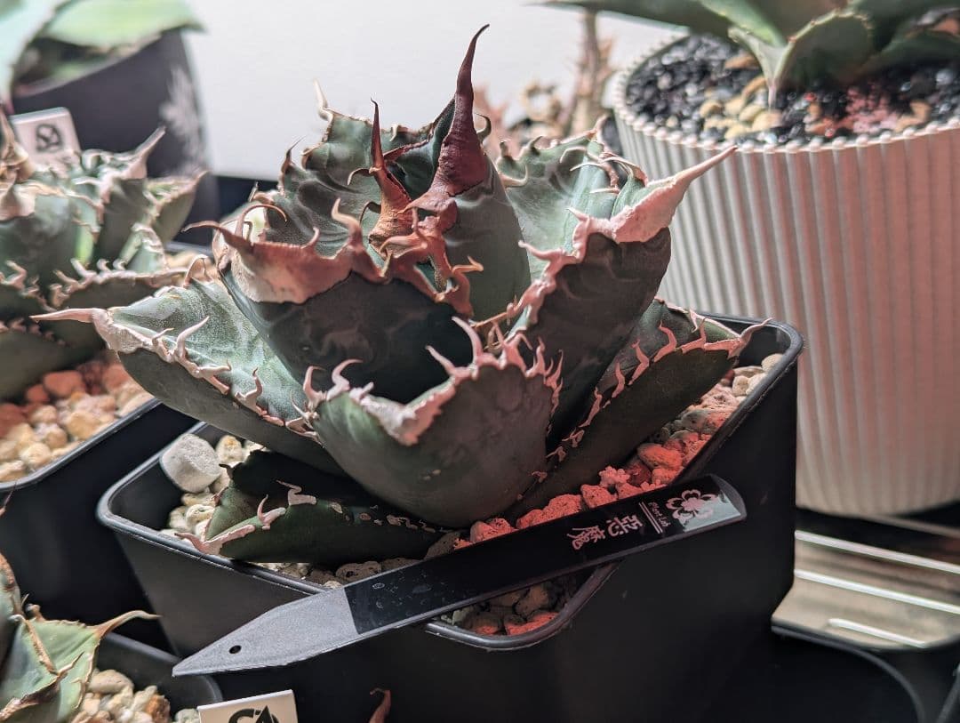 チタノタ「悪魔くん」強烈うねうね 発根活着済 鉢・タグごと発送