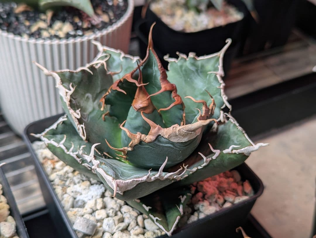 チタノタ「悪魔くん」強烈うねうね 発根活着済 鉢・タグごと発送