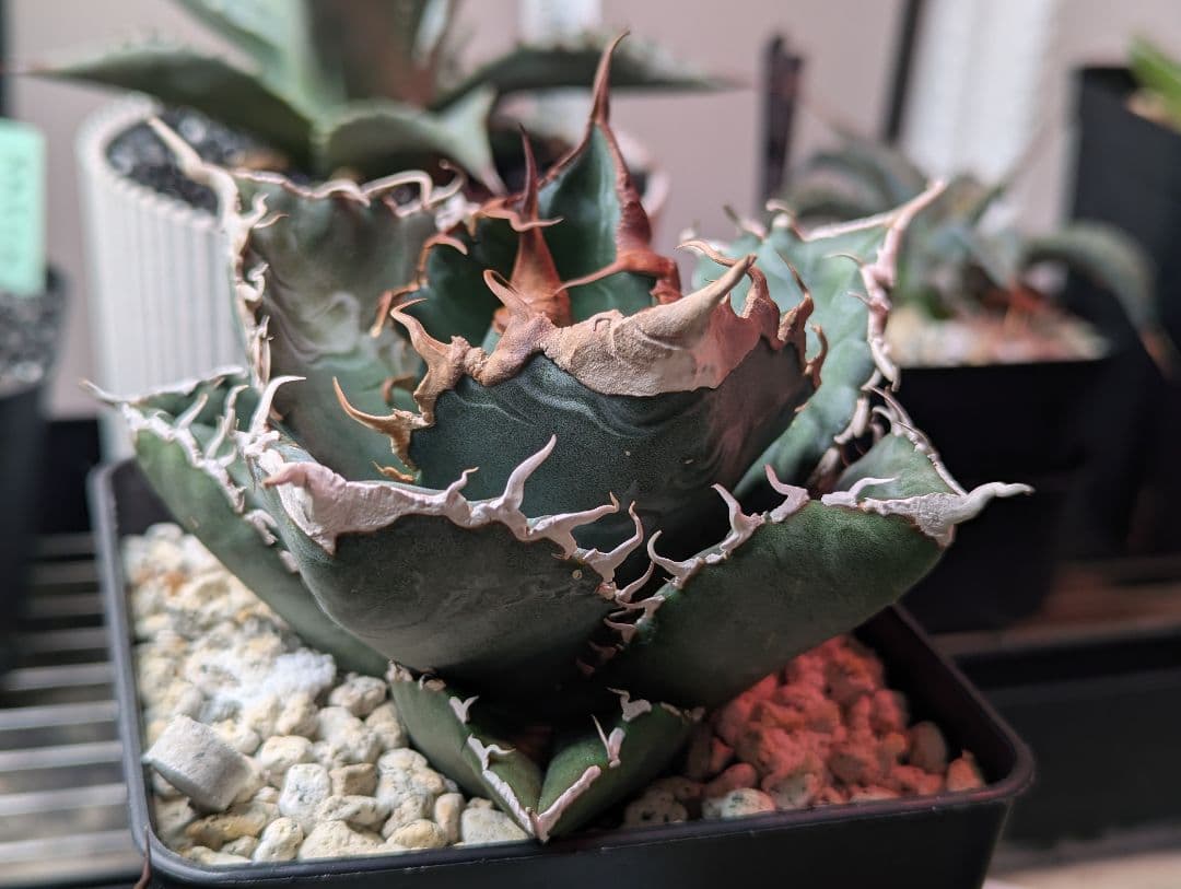 チタノタ「悪魔くん」強烈うねうね 発根活着済 鉢・タグごと発送