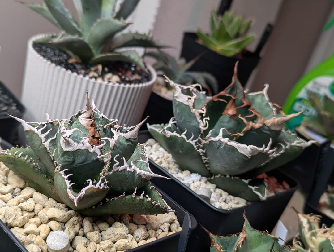 チタノタ「悪魔くん」強烈うねうね 発根活着済 鉢・タグごと発送