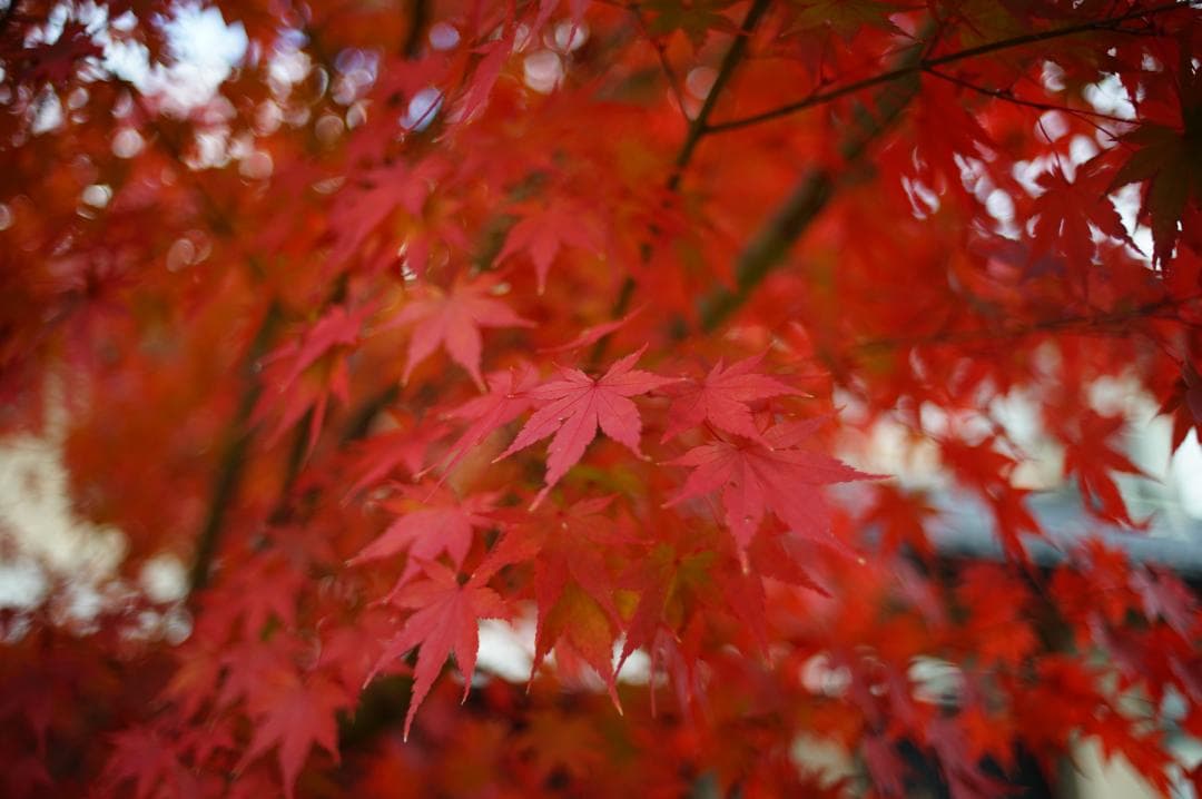 希少 CANON FD 35mm F2 S.S.C. 凹型 ⚪︎マーク トリウム