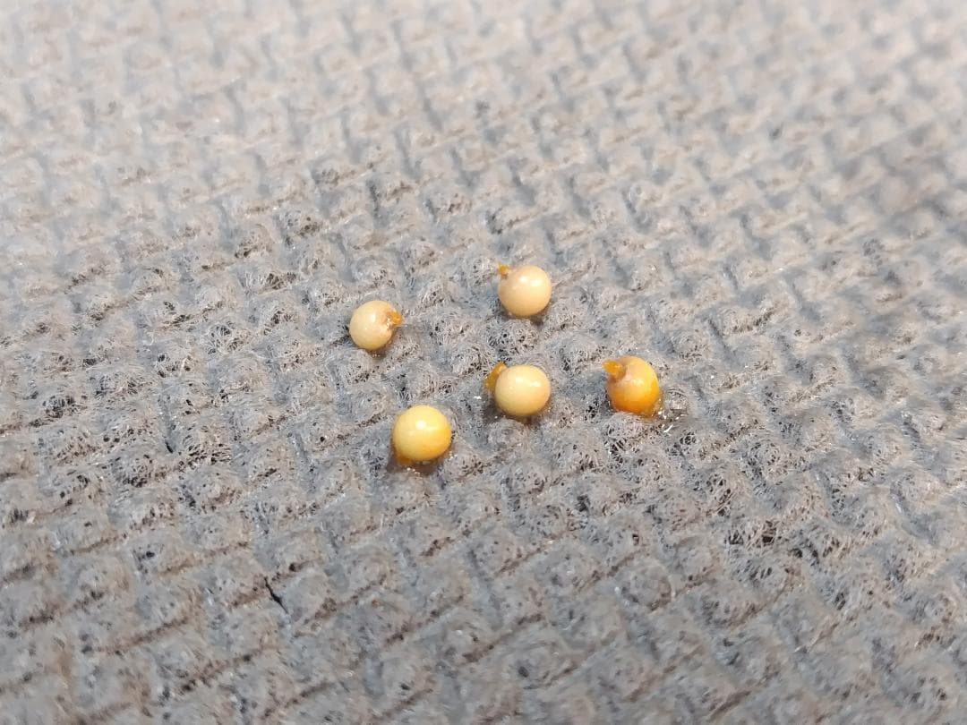 masao　イナヒロハテンナンショウ、セッピコテンナンショウ　セット