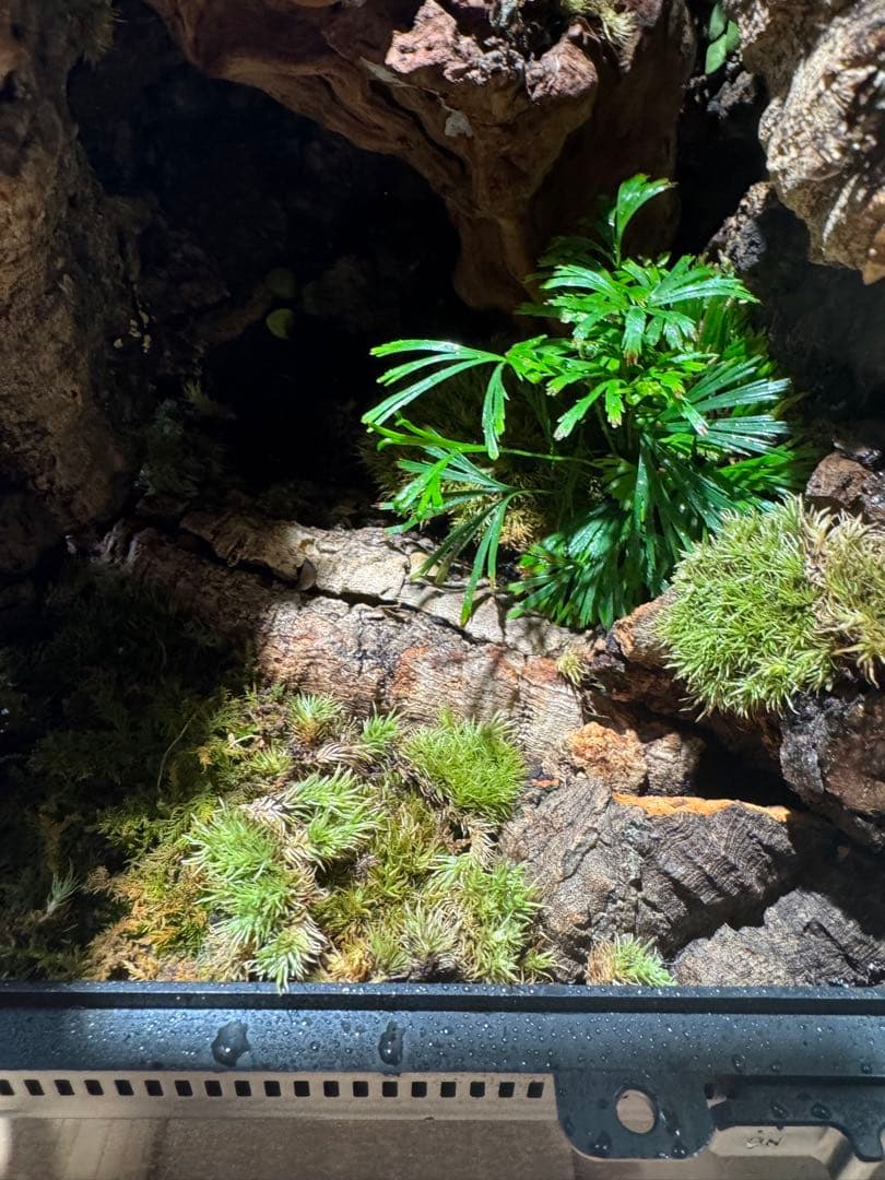 グラステラリウムナノ　レイアウト品