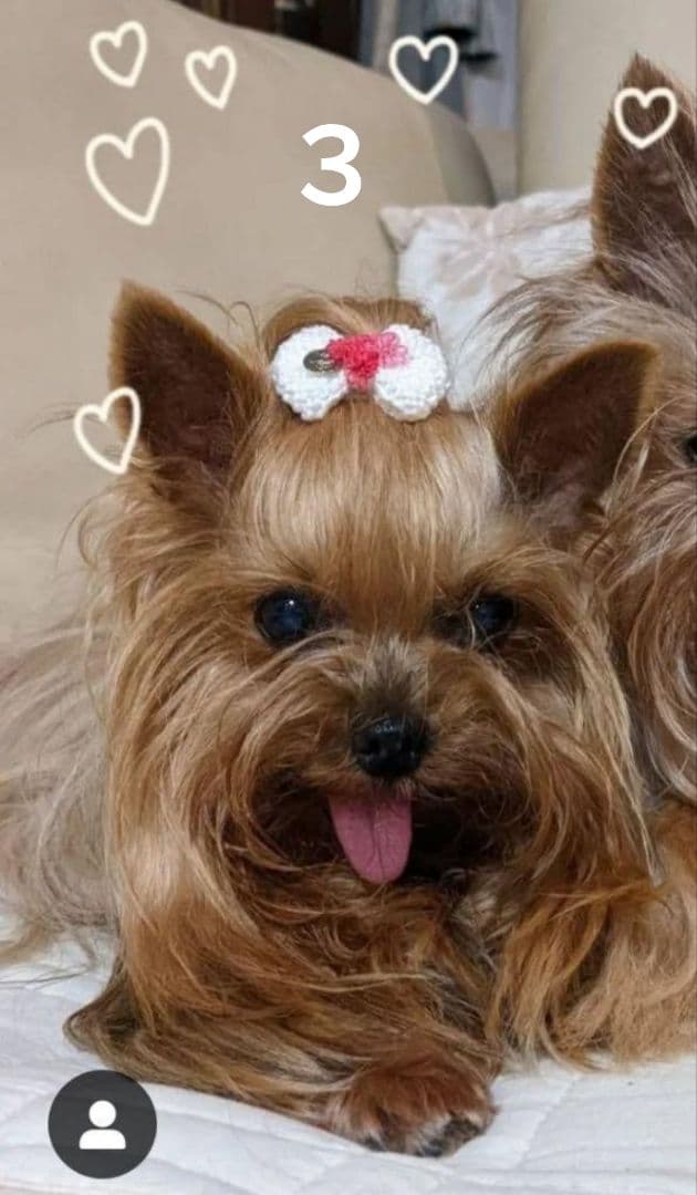 メルロイです　トールペイント作品　似顔絵