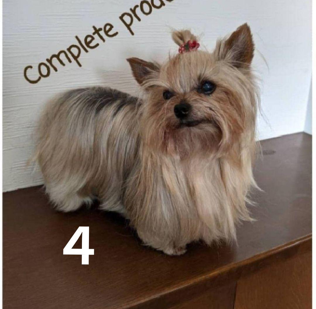 メルロイです　トールペイント作品　似顔絵