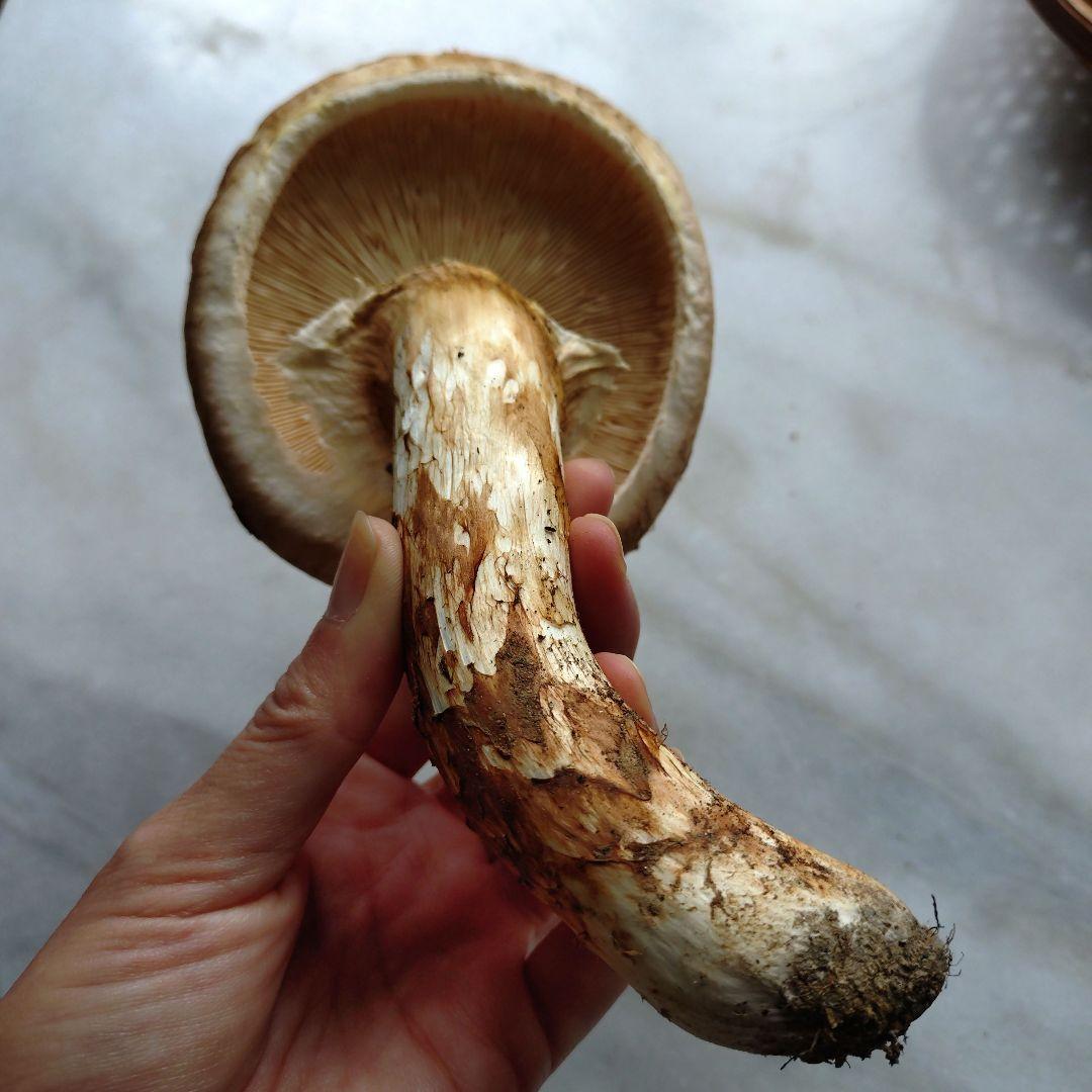 10/24 南信州産 松茸 140g