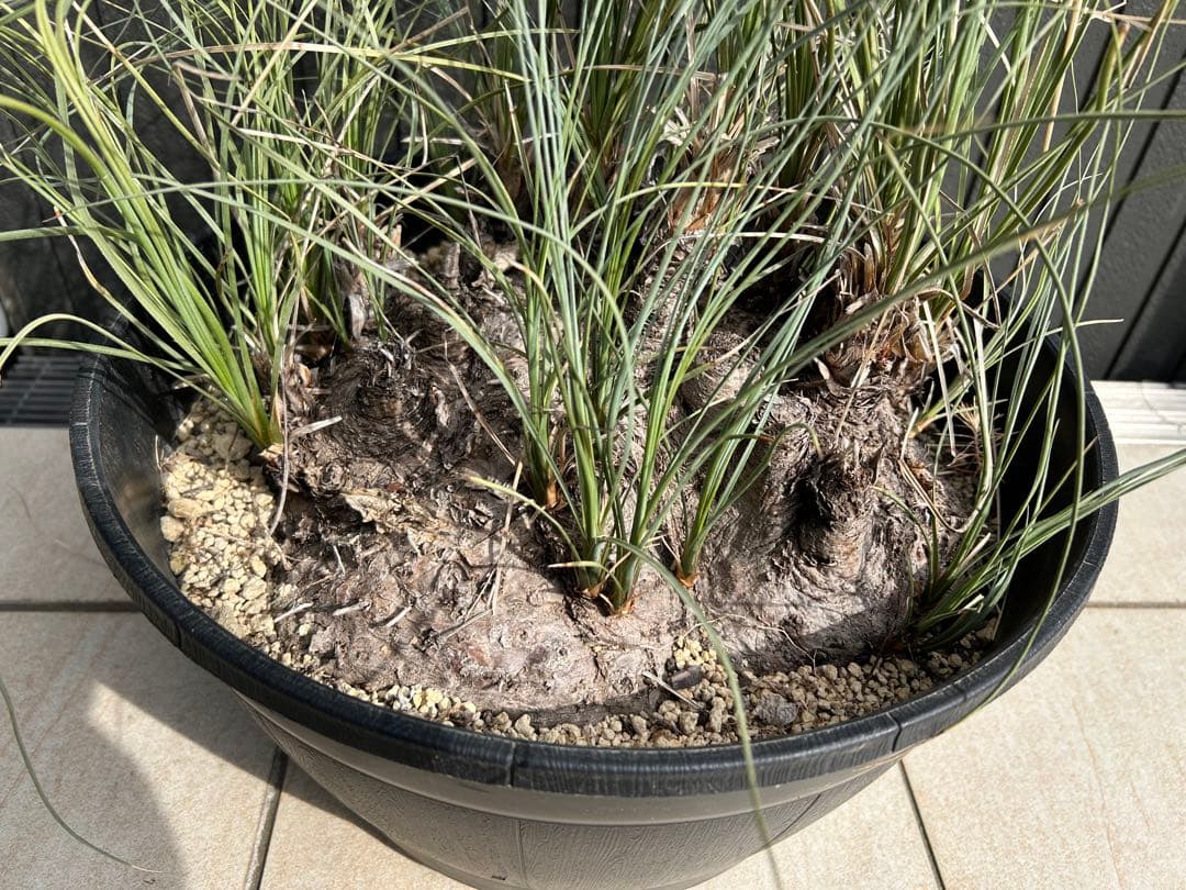 特大株 カリバナス・フーケリー　国内3年管理 発根株 カリバナスフーケリー