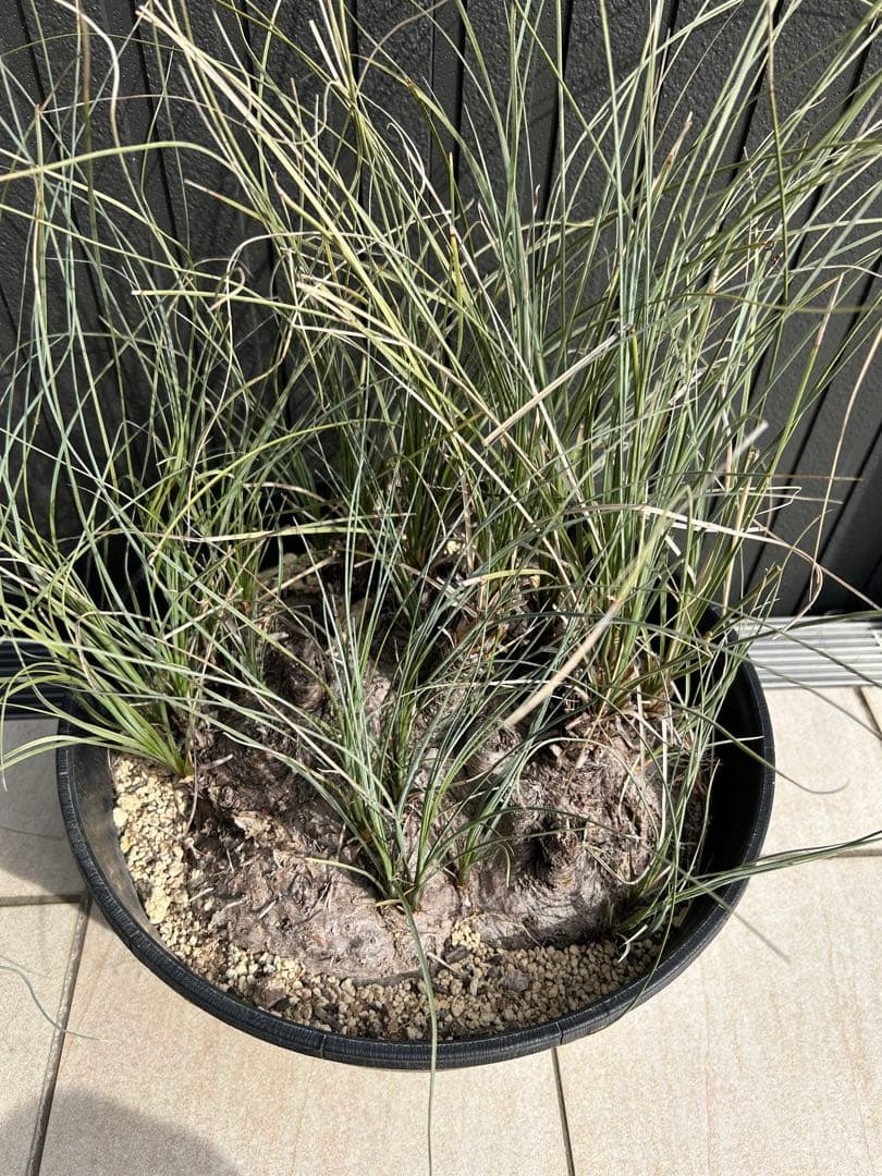 特大株 カリバナス・フーケリー　国内3年管理 発根株 カリバナスフーケリー