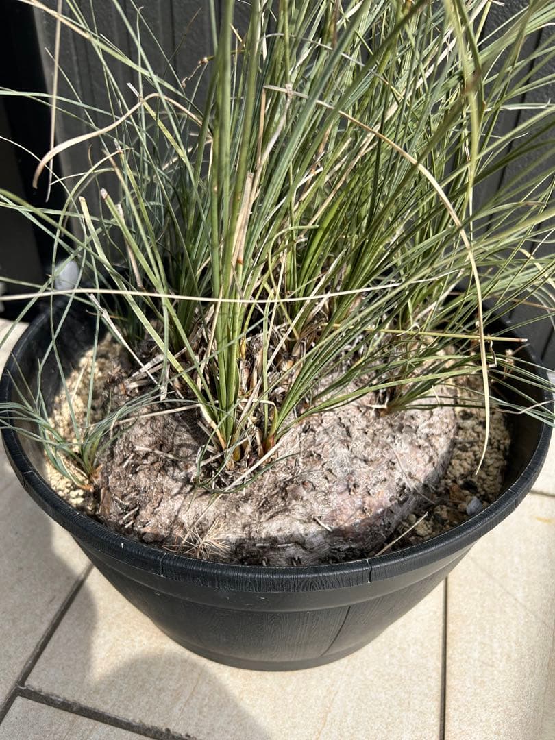 特大株 カリバナス・フーケリー　国内3年管理 発根株 カリバナスフーケリー