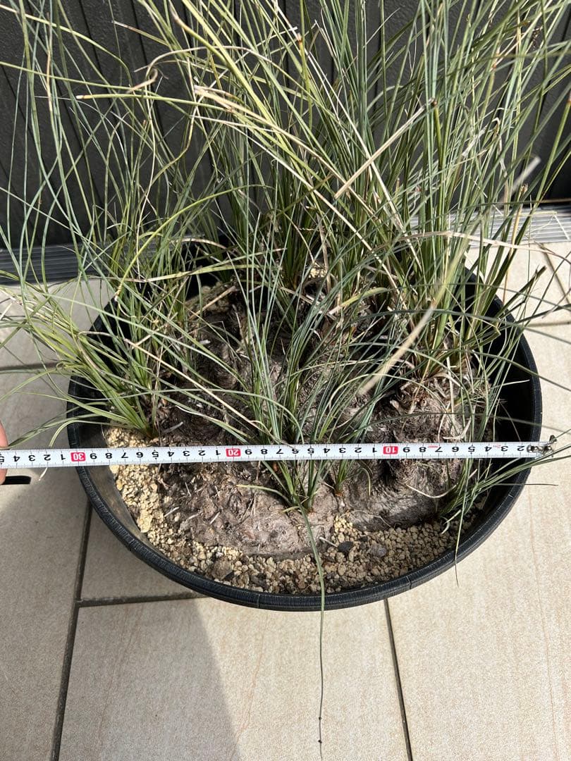 特大株 カリバナス・フーケリー　国内3年管理 発根株 カリバナスフーケリー