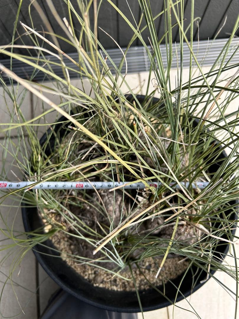 特大株 カリバナス・フーケリー　国内3年管理 発根株 カリバナスフーケリー