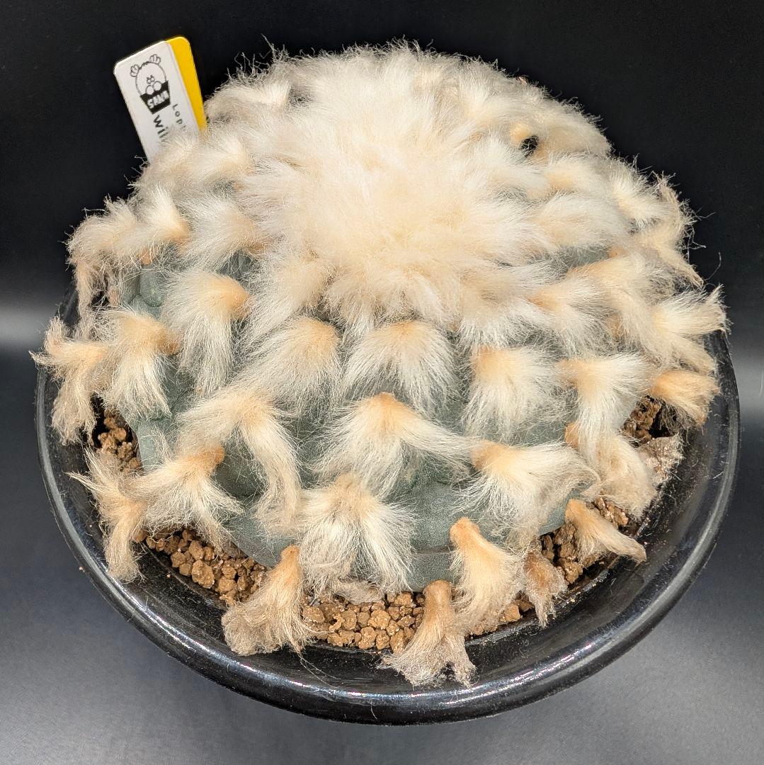 B*k様 ロホホラ 烏羽玉 鉢植え メルカリ便送料込み