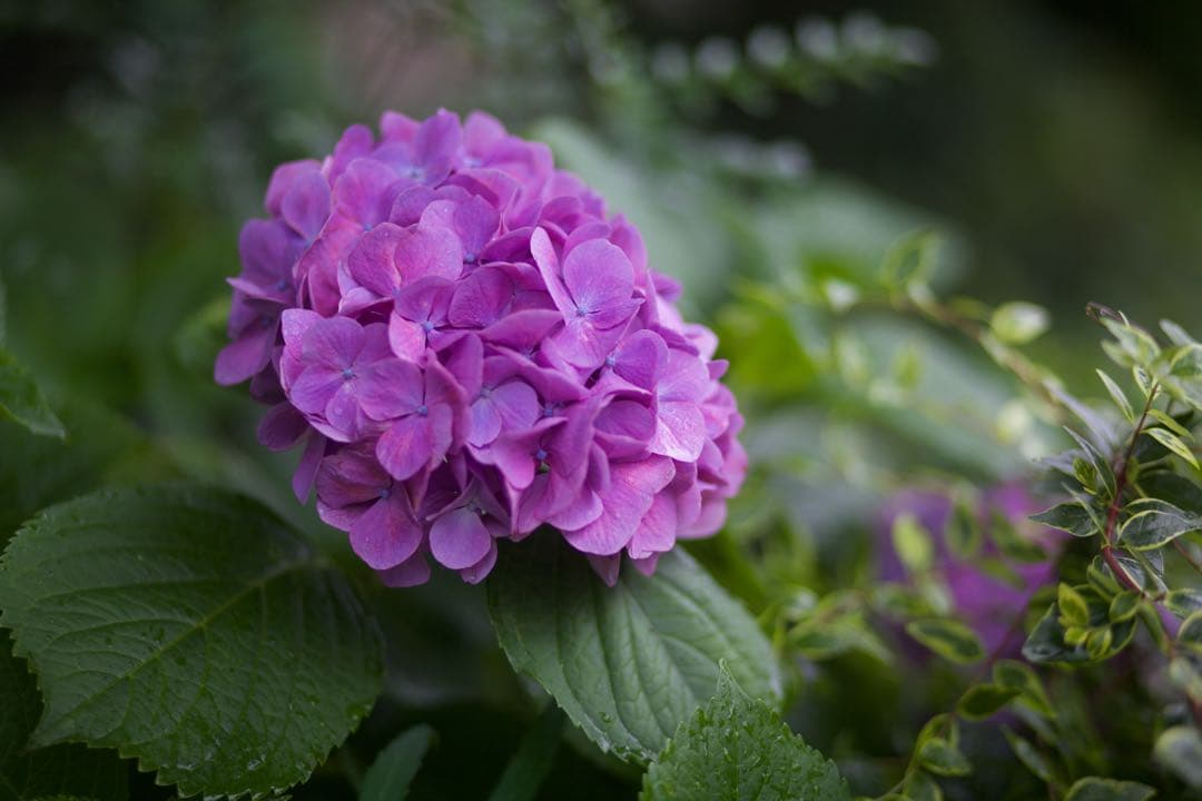 Canon EF 85mm F1.8 USM 【訳あり】