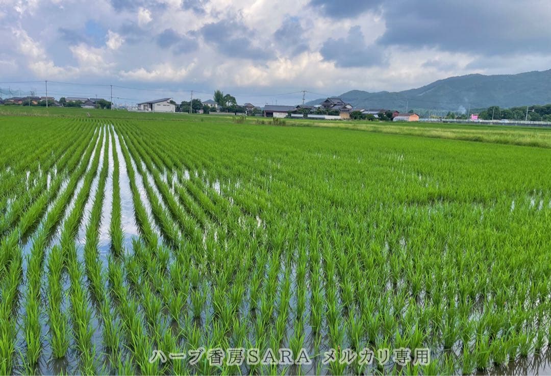 2025年産！九州・福岡県朝倉市産ヒノヒカリ精米20キロ(農薬不使用・無肥料米)