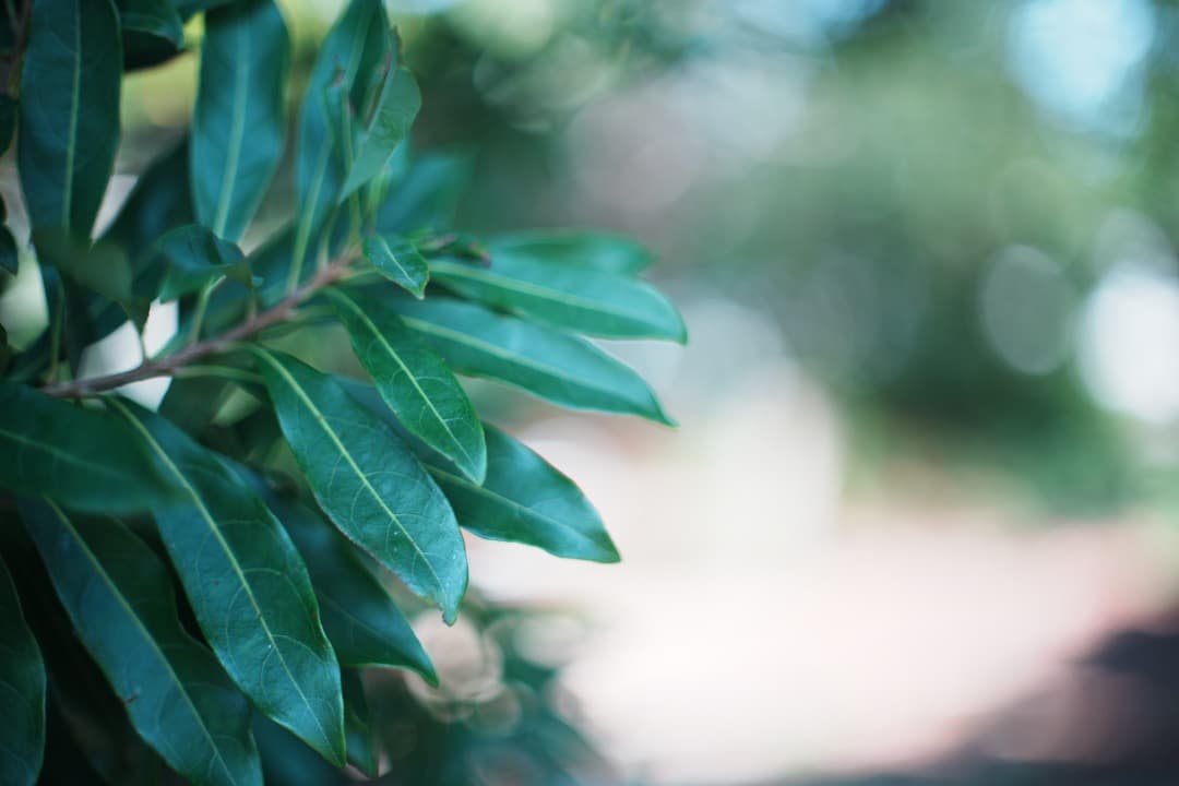 【和製貴婦人】動作◎ MC ROKKOR-PG 50mm F1.4 923