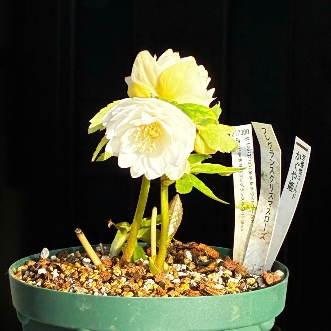 u*0様 3503☘️蕾花付☘️極上☘️強香￼⭐️かぐや姫⭐️￼フレグランス⭐️