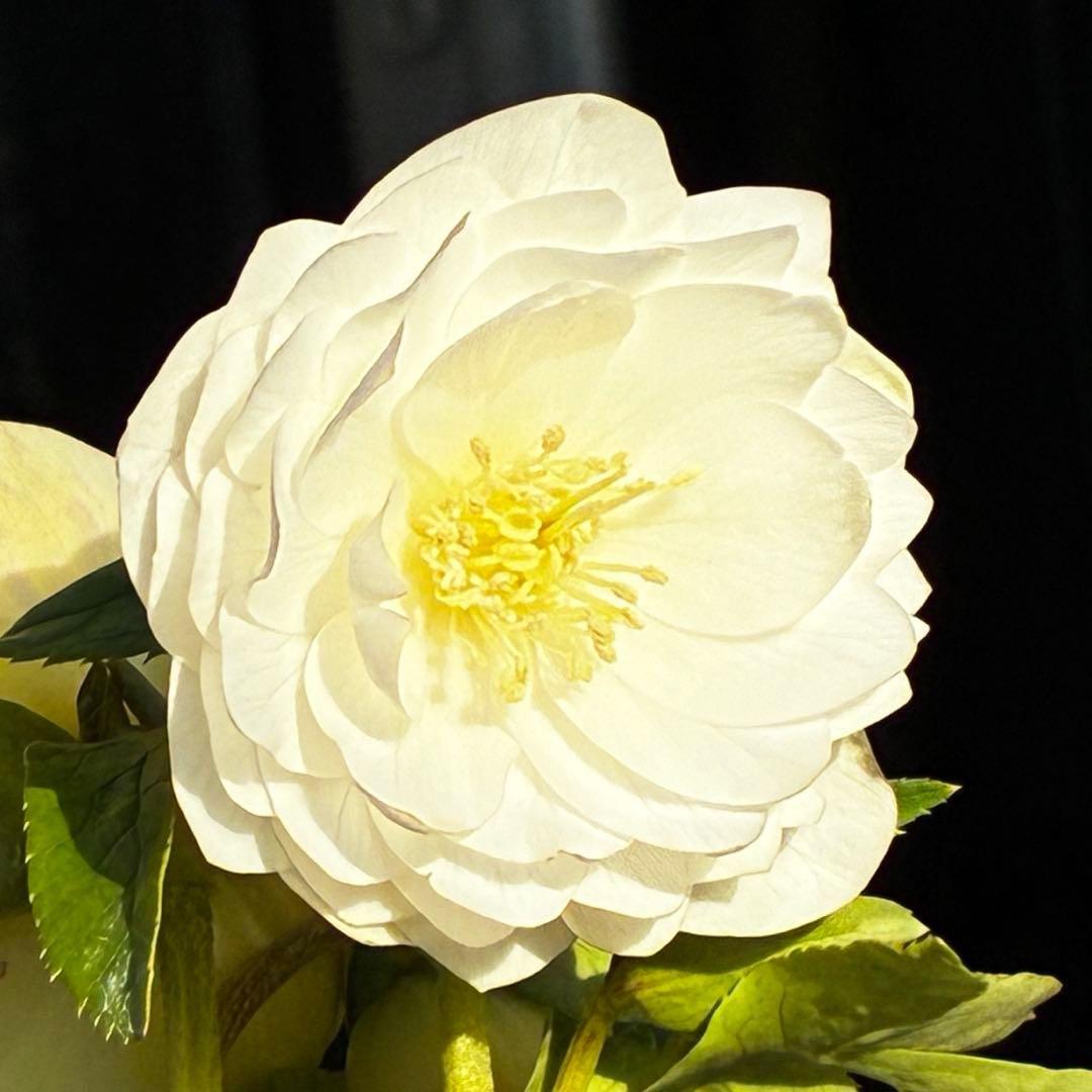 u*0様 3503☘️蕾花付☘️極上☘️強香￼⭐️かぐや姫⭐️￼フレグランス⭐️