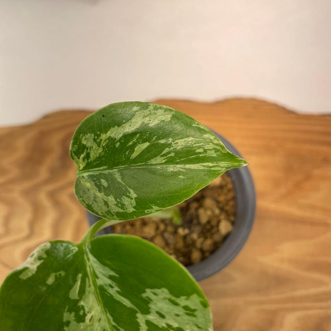 p*t様 L032品種保証！斑入り保証！モンステラ バルバソー フシギダネ　順化