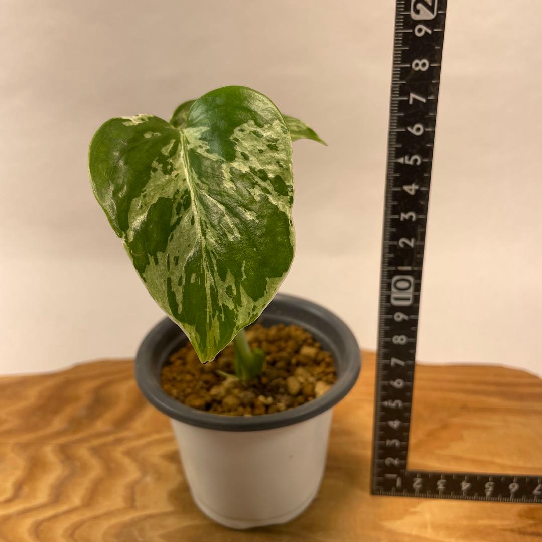 p*t様 L032品種保証！斑入り保証！モンステラ バルバソー フシギダネ　順化