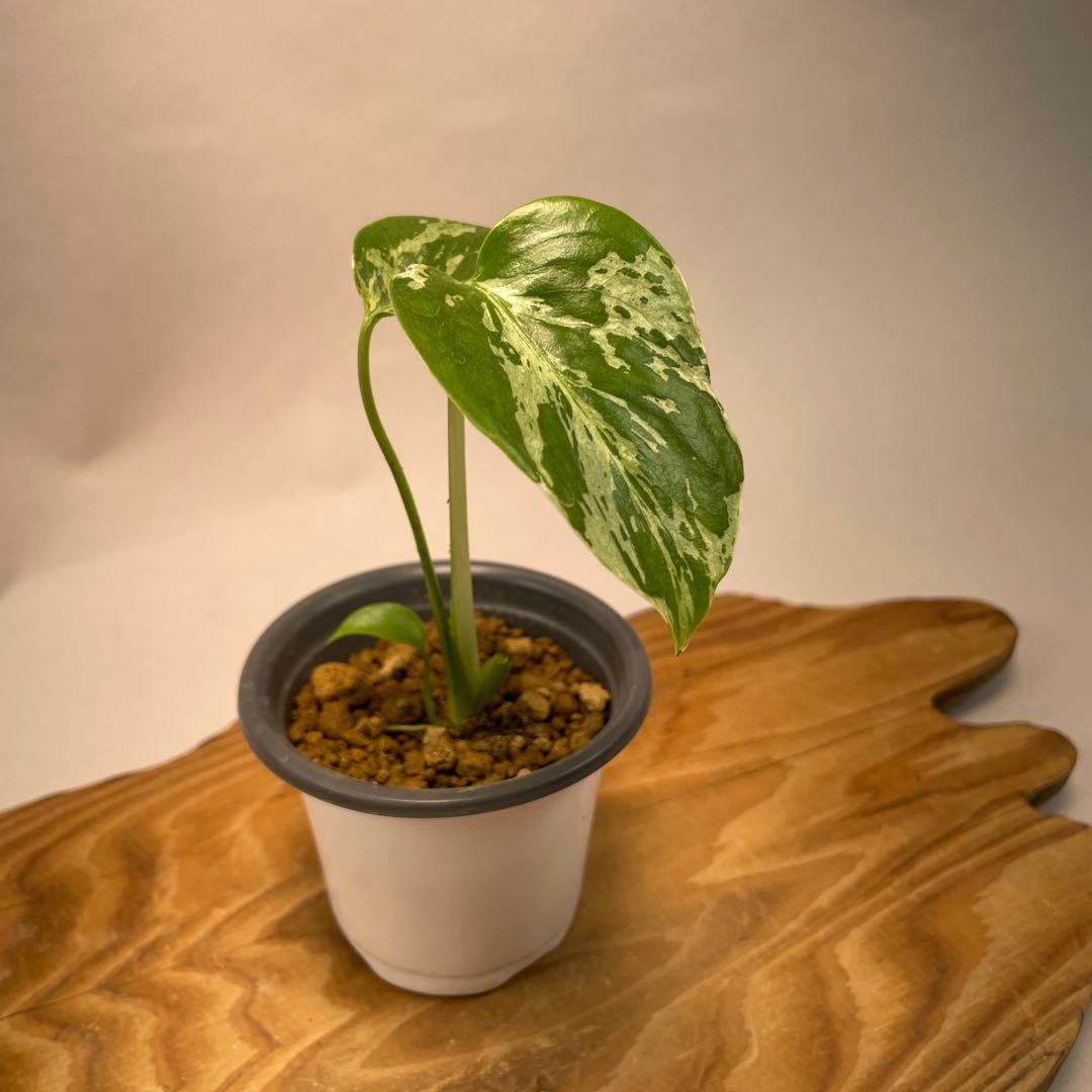 p*t様 L032品種保証！斑入り保証！モンステラ バルバソー フシギダネ　順化