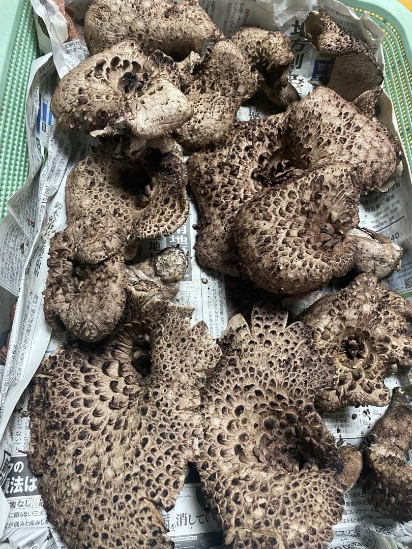 岩手県産　天然香茸　870g 10月16日朝採れたて