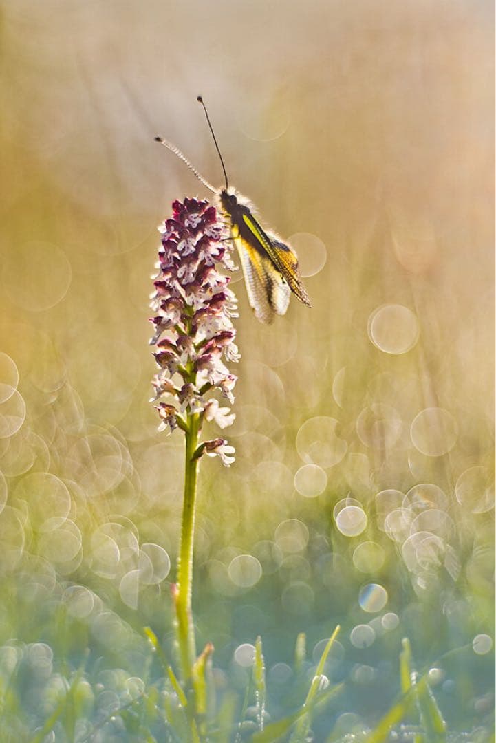 レンズ(単焦点) Meyer Optik Gorlitz Primoplan75mmF1.9 II
