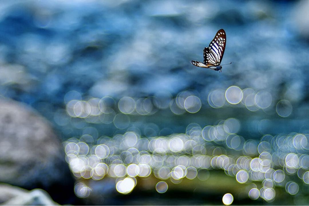 レンズ(単焦点) Meyer Optik Gorlitz Primoplan75mmF1.9 II