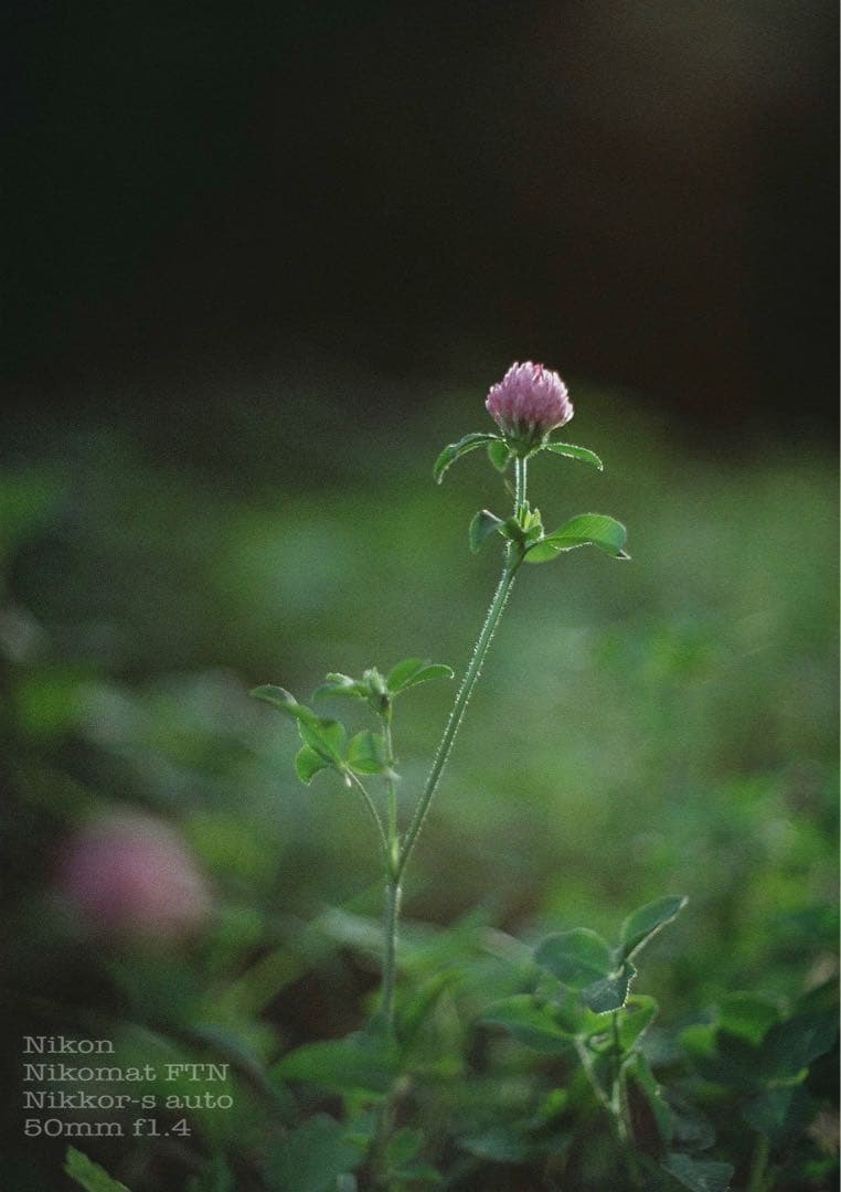 Nikon FTN◆nikkor f1.4★完動品＊美品＊初期保証★作例多数