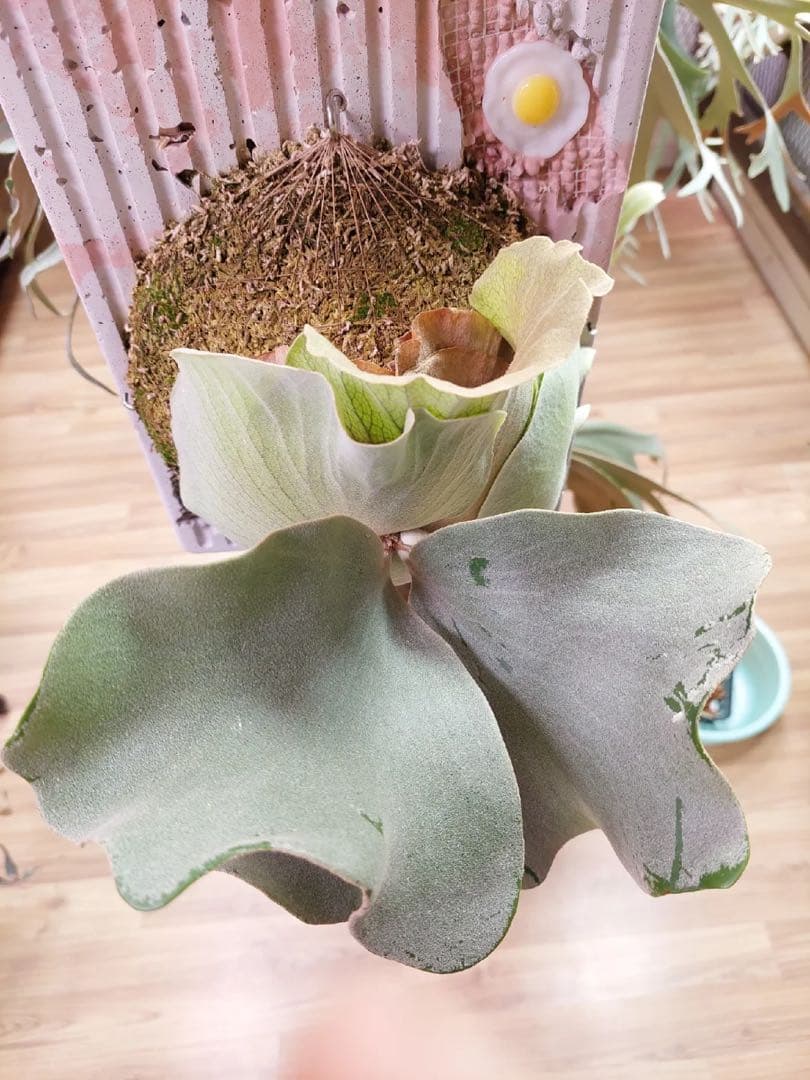 P.Pink Princess sporelingピンクプリンセス　スポア株