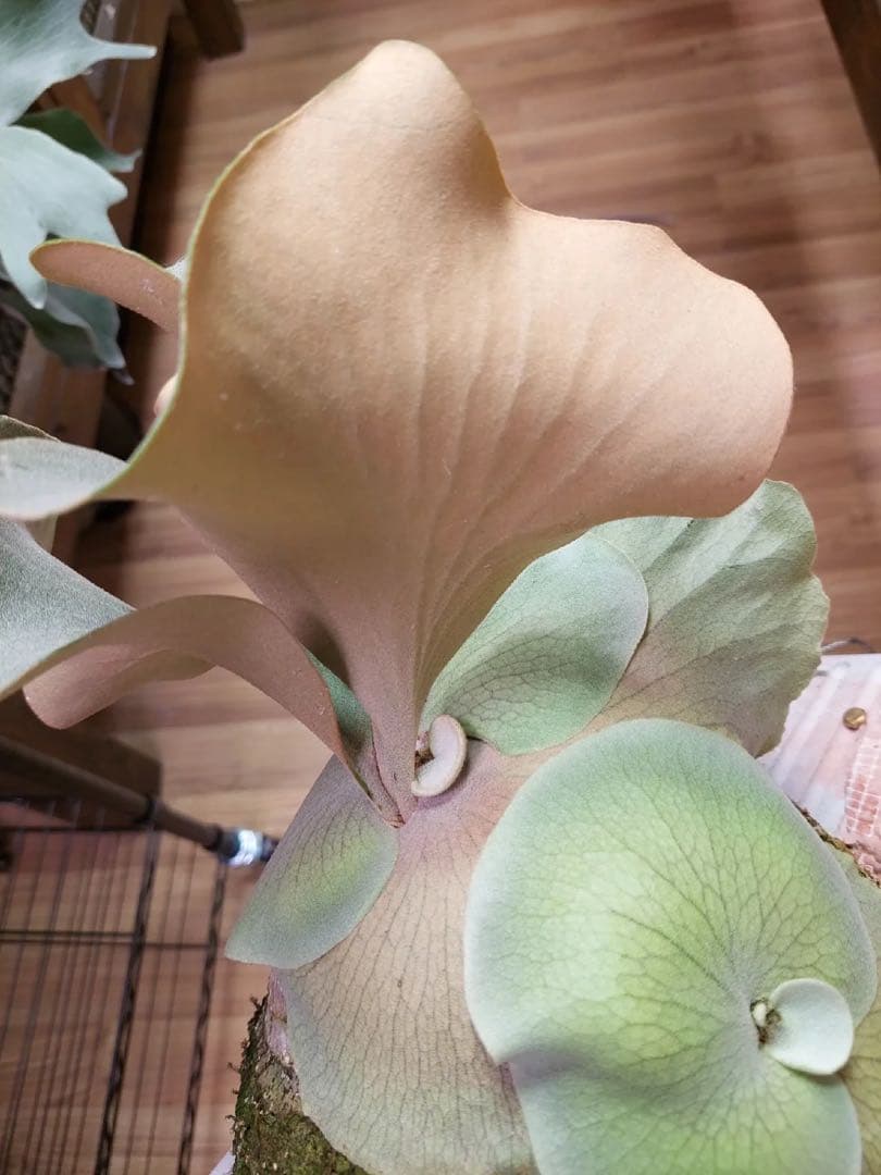 P.Pink Princess sporelingピンクプリンセス　スポア株